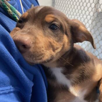 Booker -  Rottweiler and Chihuahua Dog for Adoption in Goleta, California - Booker | PetCurious