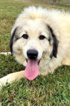 L.L. Bean -  Great Pyrenees Dog for Adoption in Maryville, Tennessee - L.L. Bean | PetCurious