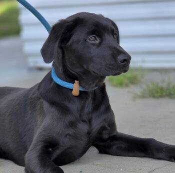 Labrador Retriever and Spaniel Dogs Available for Adoption in Washington, District Of Columbia - Pup Gideon | PetCurious