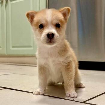 Sammie -  Husky and Mixed Breed Dog for Adoption in Peculiar, Missouri - Sammie | PetCurious