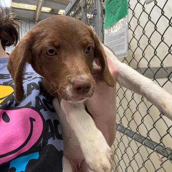 Beagle Dogs Available for Adoption - Caroline | PetCurious