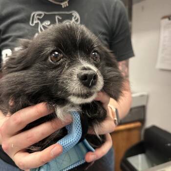 Pomeranian Dogs Available for Adoption - Coffee | PetCurious
