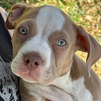 Pit Bull Terrier Dogs Available for Adoption in Los Angeles, California - Lindsey Vonn | PetCurious