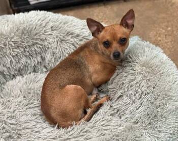Chihuahua Dogs Available for Adoption in Marshall, Texas - Copper | PetCurious