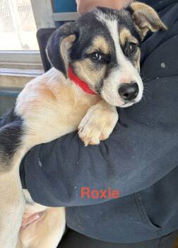 Australian Shepherd Dogs Available for Adoption - Roxie | PetCurious