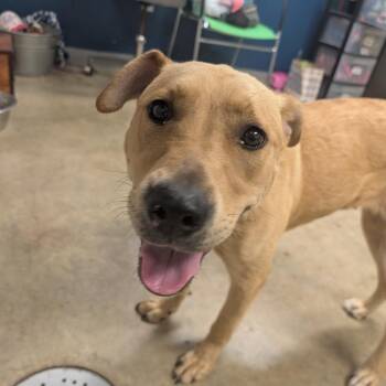 Tupelo -  Yellow Labrador Retriever Dog for Adoption in Jasper, Indiana - Tupelo | PetCurious