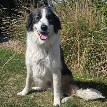 Anatolian Shepherd and Mixed Breed Dogs Available for Adoption in Great Falls, Montana - Kota | PetCurious