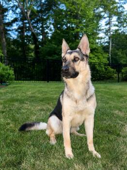 Sadie -  German Shepherd Dog Dog for Adoption in Oriskany, New York - Sadie | PetCurious