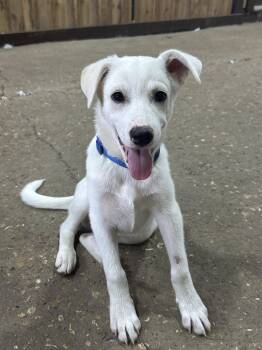 Charlie - Austin -  Siberian Husky and Labrador Retriever Dog for Adoption in Magnolia, Texas - Charlie - Austin | PetCurious