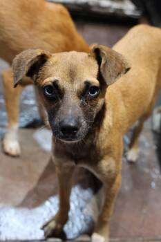Rescue Chihuahua Dogs for Adoption in Tucson, Arizona - Shabby | PetCurious