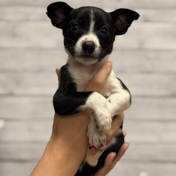 Lenny -  Mixed Breed Dog for Adoption in Buffalo, Minnesota - Lenny | PetCurious