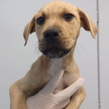 Labrador Retriever and Catahoula Leopard Dog Dogs Available for Adoption - Wonder | PetCurious