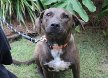 Buck -  Retriever and Mixed Breed Dog for Adoption in Brunswick, Georgia - Buck | PetCurious