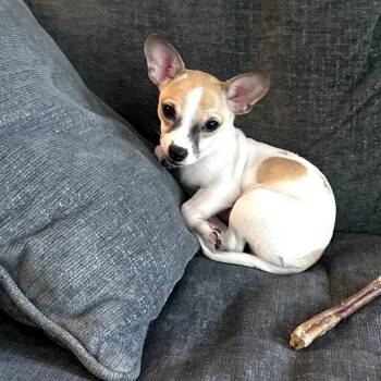 Georgie (AKA Dopey) -  Chihuahua and Jack Russell Terrier Dog for Adoption in Ferndale, Michigan - Georgie (AKA Dopey) | PetCurious