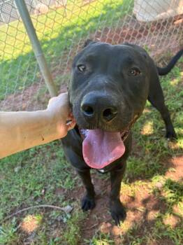 Squid -  Labrador Retriever Dog for Adoption in Noble, Oklahoma - Squid | PetCurious