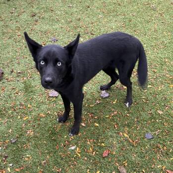 Reign -  Shepherd and Husky Dog for Adoption in Geneseo, Illinois - Reign | PetCurious