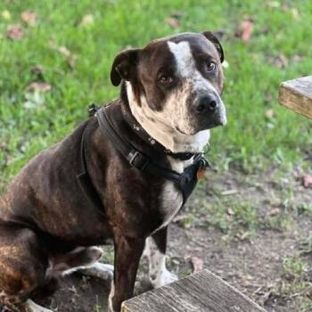 Plott Hound and American Bulldog Dogs Available for Adoption - Cujo | PetCurious