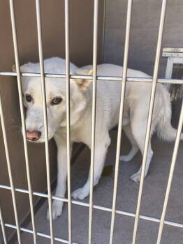 LITO -  Husky and Mixed Breed Dog for Adoption in Albuquerque, New Mexico - LITO | PetCurious