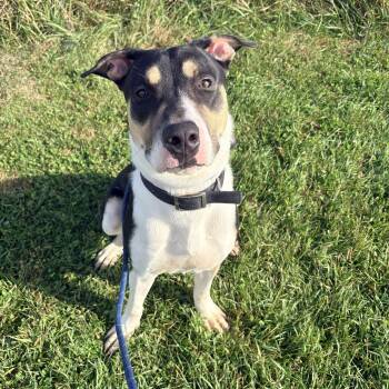 Viktor -  Pit Bull Terrier Dog for Adoption in Allegan, Michigan - Viktor | PetCurious