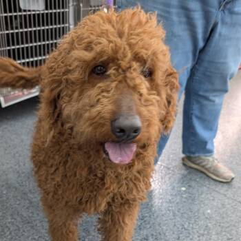 Mixed Breed Dogs Available for Adoption in Dekalb, Illinois - Peach | PetCurious