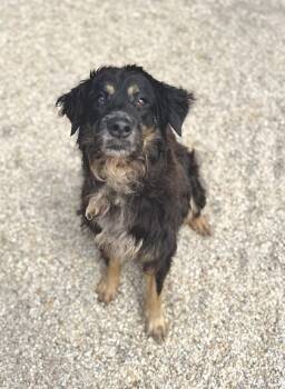 Rescue Australian Shepherd and Mixed Breed Dogs for Adoption in Gray, Louisiana - Ruby | PetCurious