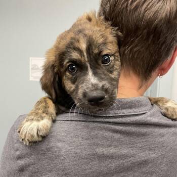 Junkyard -  Mountain Cur Dog for Adoption in Spokane, Washington - Junkyard | PetCurious