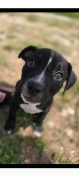 Rescue Pit Bull Terrier Dogs for Adoption in Kempner, Texas - Blaze | PetCurious