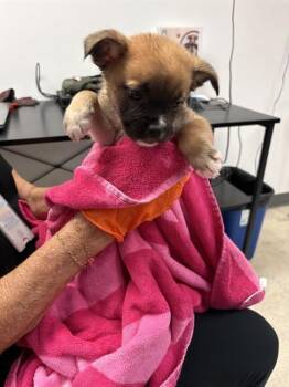LYLA -  Staffordshire Bull Terrier and Labrador Retriever Dog for Adoption in Sugar Land, Texas - LYLA | PetCurious