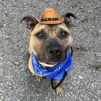 Cue -  Mixed Breed Dog for Adoption in Fairport, New York - Cue | PetCurious