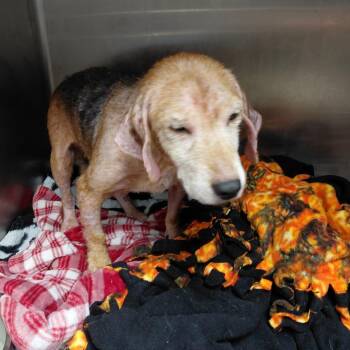 Harriet -  Beagle Dog for Adoption in Henderson, Kentucky - Harriet | PetCurious