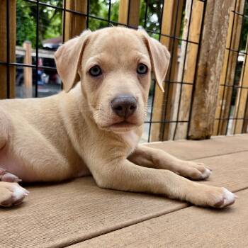 Stevie Nicks -  Labrador Retriever and Mixed Breed Dog for Adoption in Shakopee, Minnesota - Stevie Nicks | PetCurious