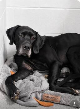 Beau (Rescue P/U 8/13) -  Great Dane Dog for Adoption in Huntington, Indiana - Beau (Rescue P/U 8/13) | PetCurious