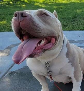 Nala -  American Bully Dog for Adoption in Pasco, Washington - Nala | PetCurious
