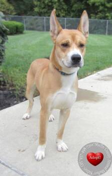 Forest Yrly 357 -  Carolina Dog Dog for Adoption in Sidney, Ohio - Forest Yrly 357 | PetCurious