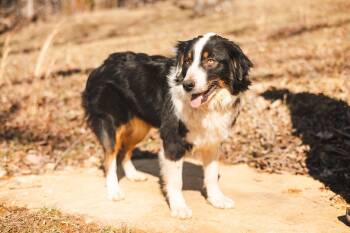 Australian Shepherd and Mixed Breed Dogs Available for Adoption - Fiamma - Transport | PetCurious