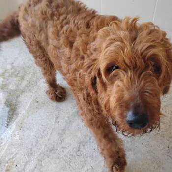 Golden Retriever and Poodle Dogs Available for Adoption in Loxahatchee Groves, Florida - Ginger 7276 | PetCurious