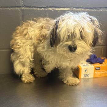 TUSC-Stray-85567 -  Shih Tzu and Mixed Breed Dog for Adoption in Tuscaloosa, Alabama - TUSC-Stray-85567 | PetCurious