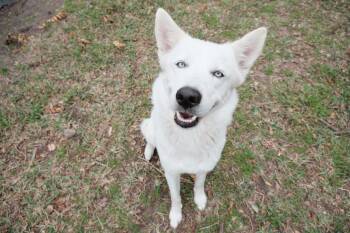 Husky Dogs Available for Adoption in Houston, Texas - Sasha | PetCurious
