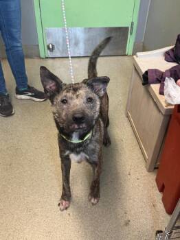 Dutch Shepherd Dogs Available for Adoption in Bloomington, Indiana - Athena Tina | PetCurious