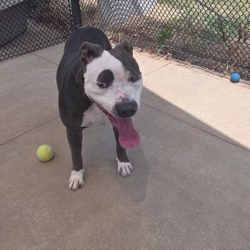Shata -  Pit Bull Terrier Dog for Adoption in Norman, Oklahoma - Shata | PetCurious