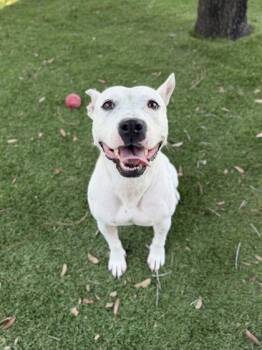Snow - 3 -  American Bulldog and Mixed Breed Dog for Adoption in Daytona Beach, Florida - Snow - 3 | PetCurious