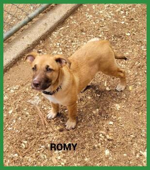 Rescue Mixed Breed Dogs for Adoption in Granbury, Texas - Romey | PetCurious