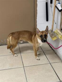 Tyson -  Mixed Breed Dog for Adoption in Largo, Florida - Tyson | PetCurious