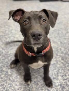 Baby Ruby -  Mixed Breed Dog for Adoption in Bemidji, Minnesota - Baby Ruby | PetCurious