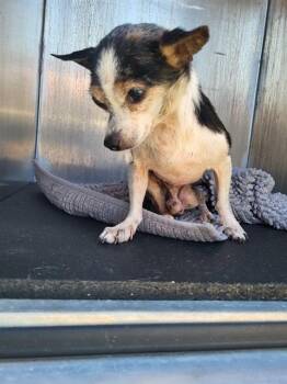 SNUGGLES -  Chihuahua Dog for Adoption in San Antonio, Texas - SNUGGLES | PetCurious