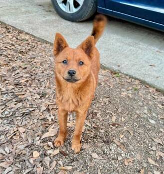Spitz and Chow Chow Dogs Available for Adoption in Longview, Texas - Foxey | PetCurious