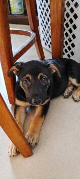 Mixed Breed Dogs Available for Adoption in Kenosha, Wisconsin - Dawn Bellwether | PetCurious