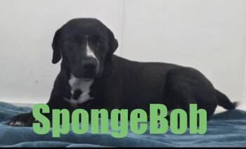 Terrier Dogs Available for Adoption - SpongeBob | PetCurious