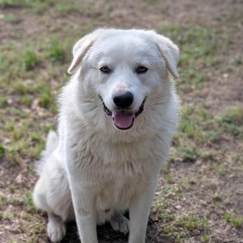 Great Pyrenees Dogs Available for Adoption in Dallas, Texas - Bumble | PetCurious