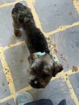 Susie -  Mixed Breed Dog for Adoption in Melbourne Beach, Florida - Susie | PetCurious